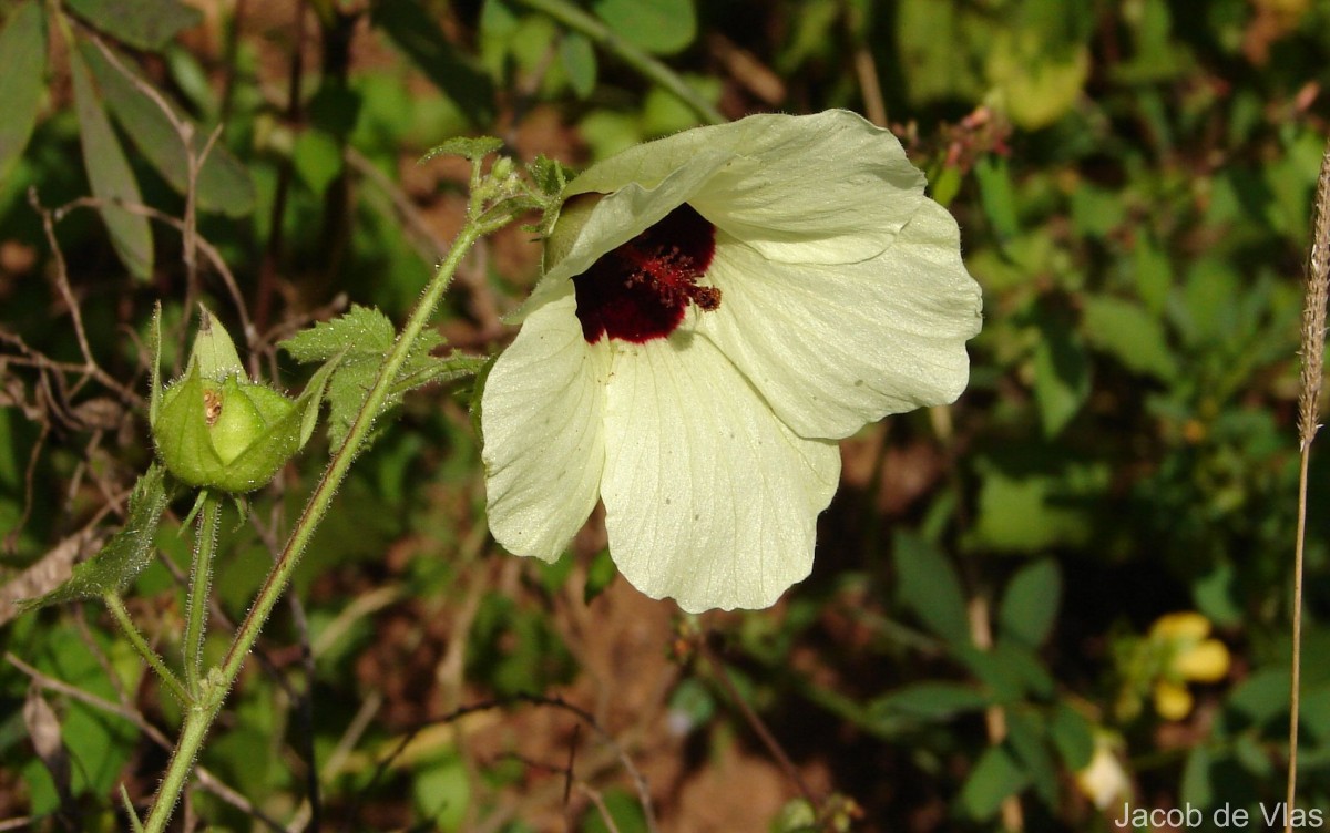 Hibiscus vitifolius L.